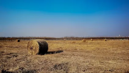 Winzinator Casino Mobiilirakendus